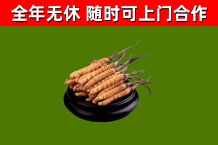 石排镇回收冬虫夏草